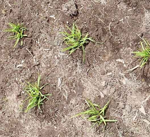 Planting Gel