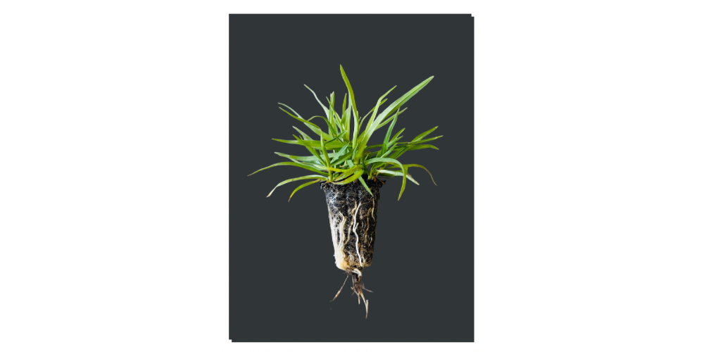 OzGrass Kikuyu Turf Plugs — 100 Per Tray | Lawn Conversion System