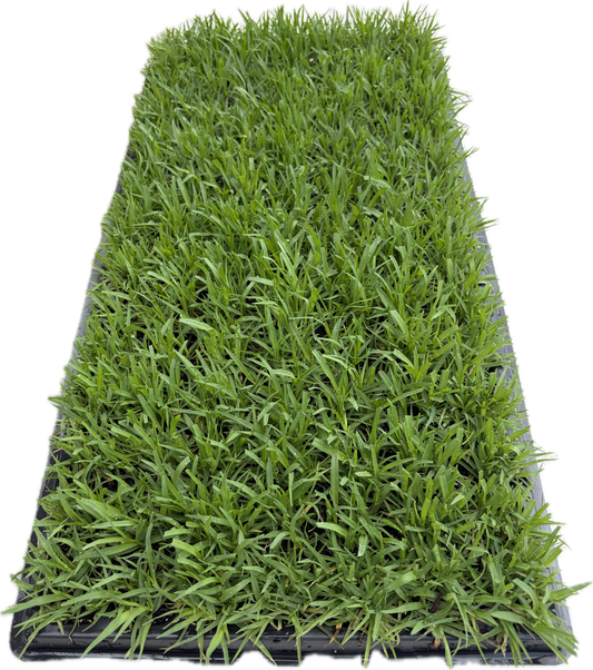 OzGrass Kikuyu Turf Plugs Easy Low Cost Lawn Conversion & Patch Up System Delivered to Your Door (100 per tray)