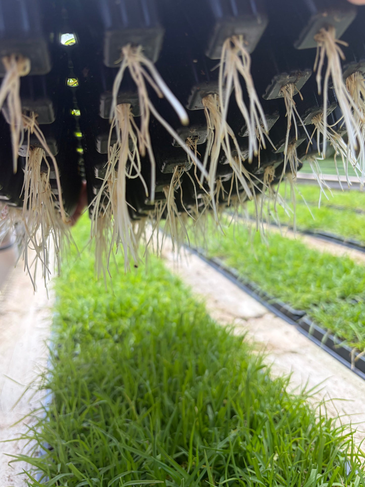 "OzGrass Kikuyu turf plugs 100 per tray delivered Australia"