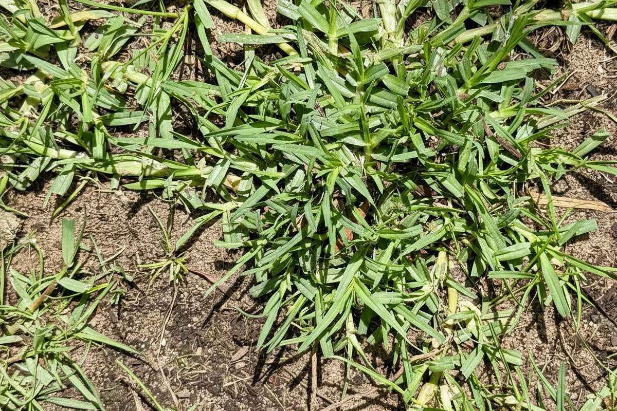 OzGrass Kikuyu Turf Plugs — 100 Per Tray | Lawn Conversion System