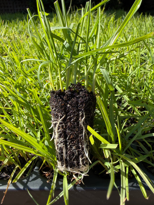 "OzGrass Kikuyu turf plugs 100 per tray delivered Australia"