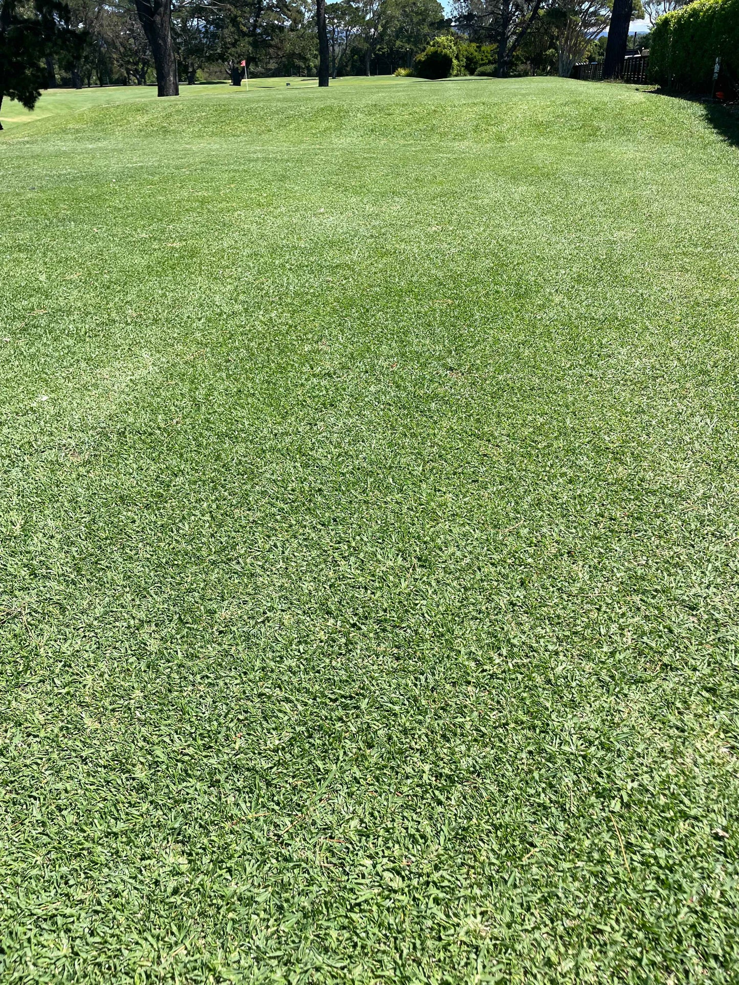 OzGrass Kikuyu Turf Plugs — 100 Per Tray | Lawn Conversion System