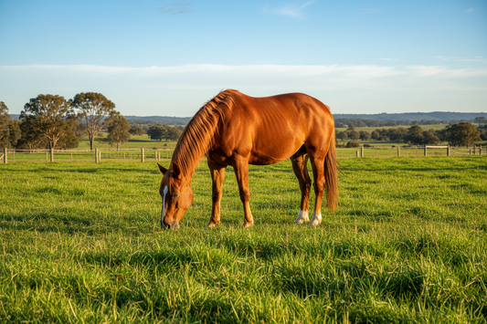 Horse grazing in a lush green paddock on a sunny day - Equine Mix Pasture 10KG low endophyte pasture seed by OzGrass