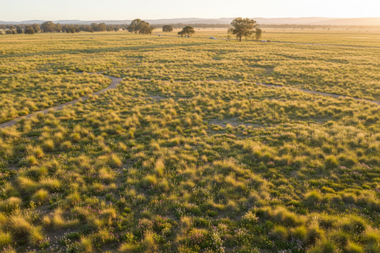 Large-scale revegetation
