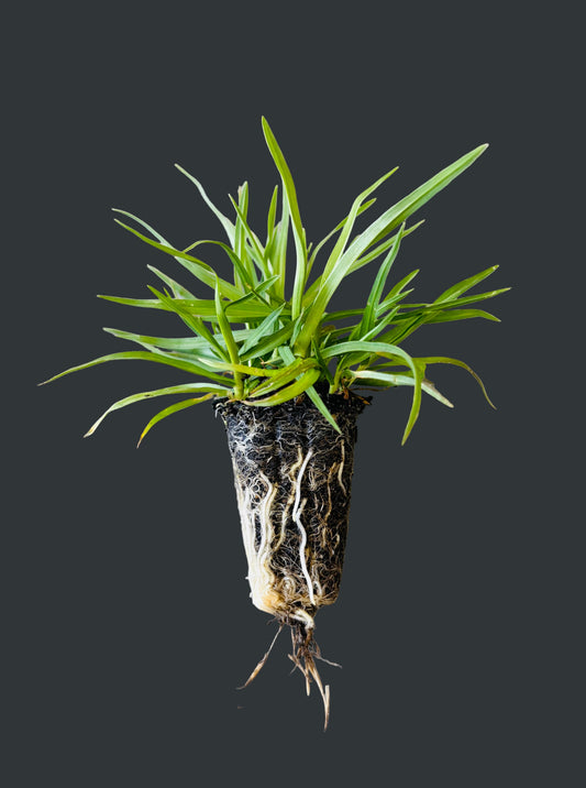 OzGrass turf plug showing established root system and green grass blades ready for planting | OzGrass