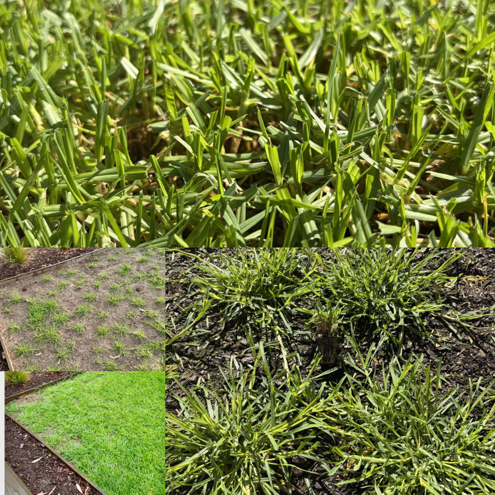  Collage of Kikuyu lawn and plugs in various stages of growth — from fresh plugs to established lush green Kikuyu lawn, by OzGrass Australia