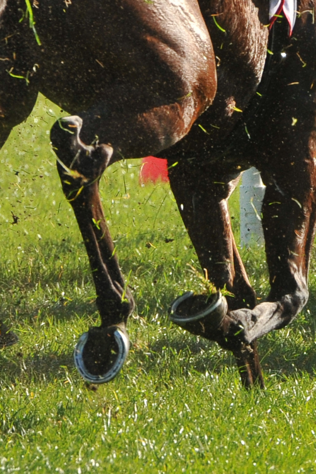 Equine & Livestock