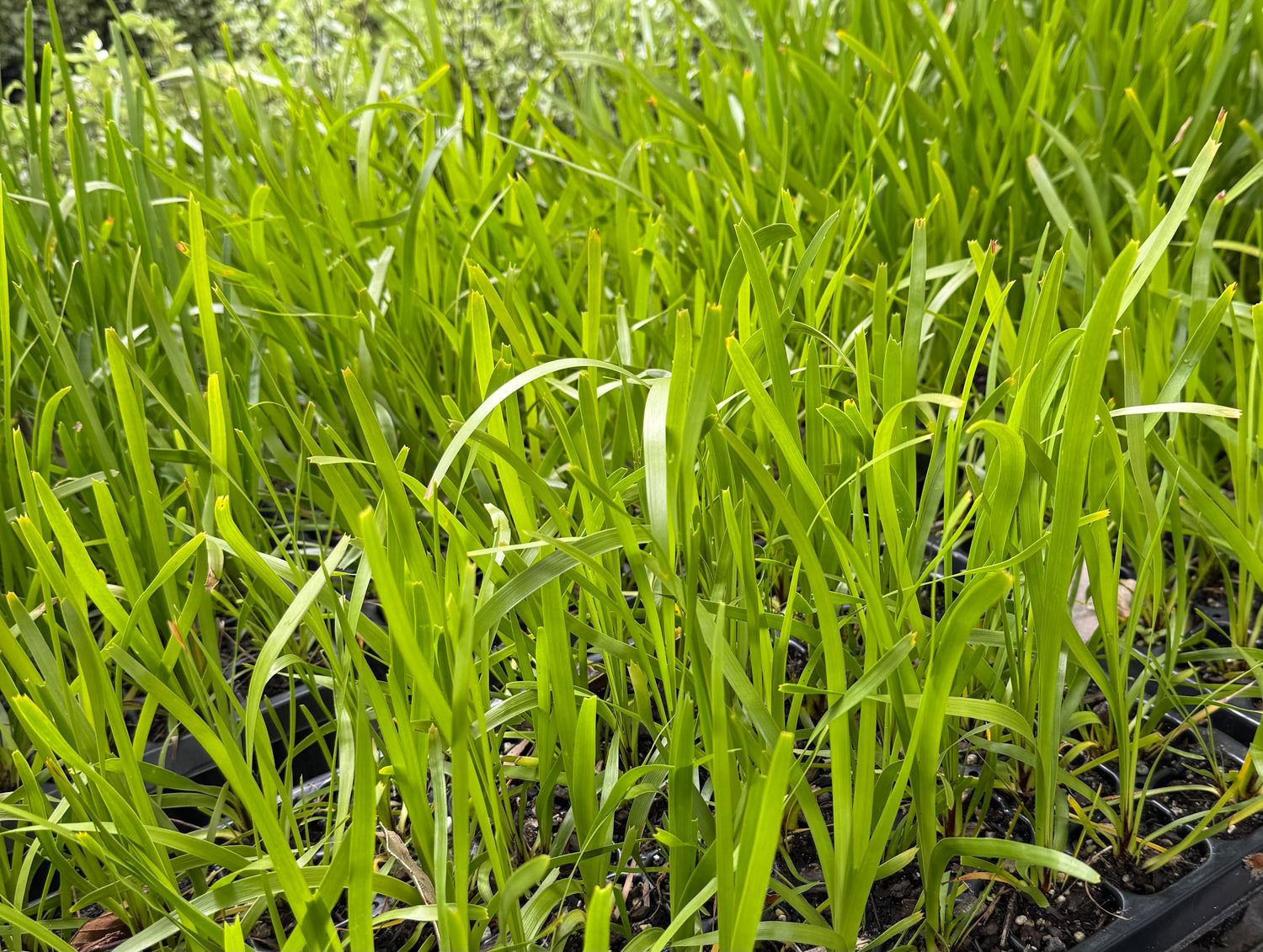Turf & Native Grass Plugs