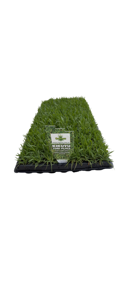 "OzGrass Kikuyu turf plugs 100 per tray delivered Australia"