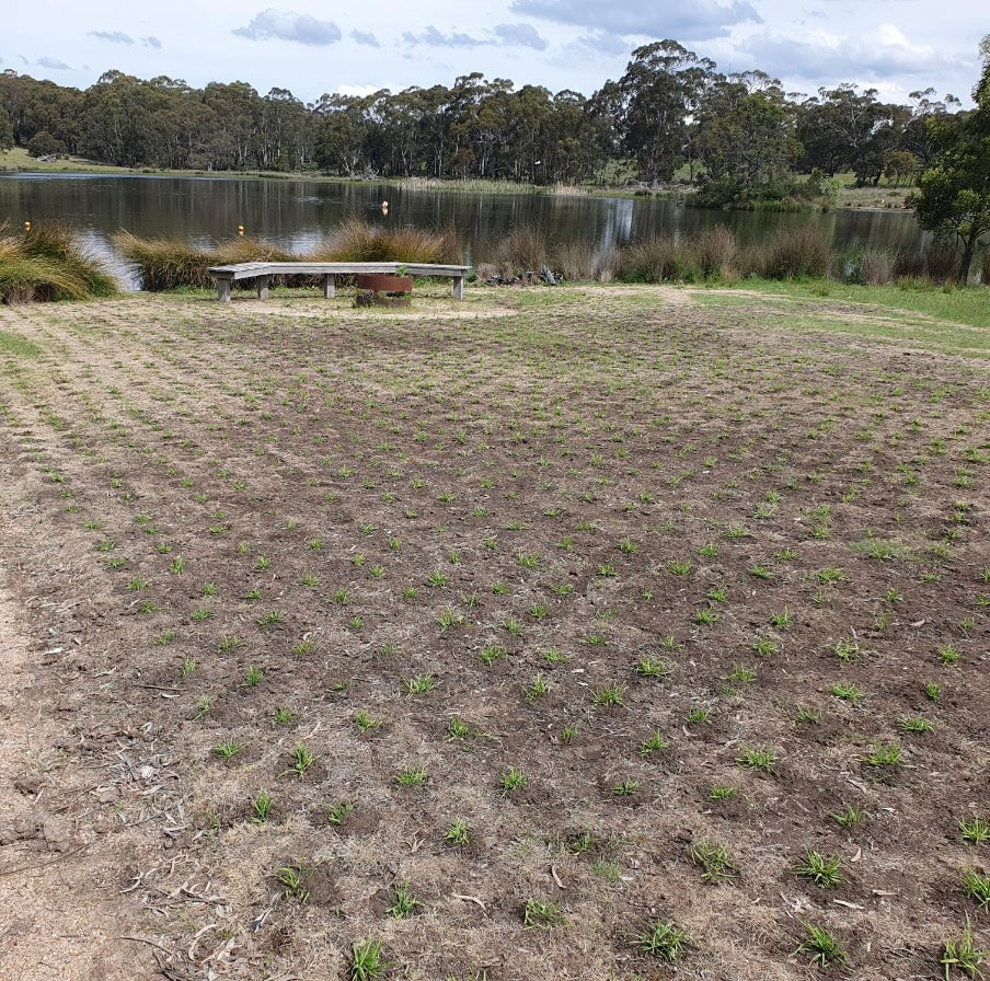 OzGrass Kikuyu Turf Plugs Easy Low Cost Lawn Conversion & Patch Up System Delivered to Your Door (100 per tray)