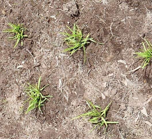 "OzGrass Kikuyu turf plugs 100 per tray delivered Australia"