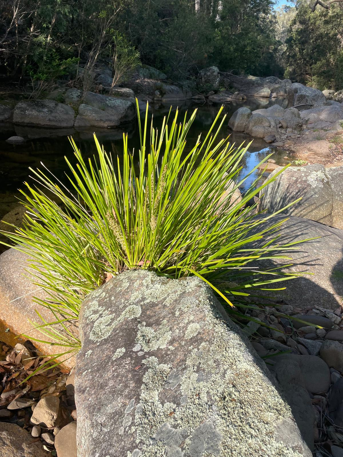 OzGrass Turf & Native Grass Plug Contract Growing