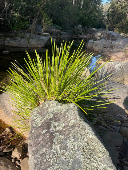 OzGrass Turf & Native Grass Plug Contract Growing