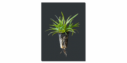 OzGrass Kikuyu Turf Plugs Easy Low Cost Lawn Conversion & Patch Up System Delivered to Your Door (100 per tray)