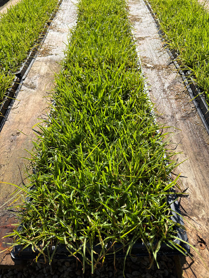 OzGrass Turf & Native Grass Plug Contract Growing