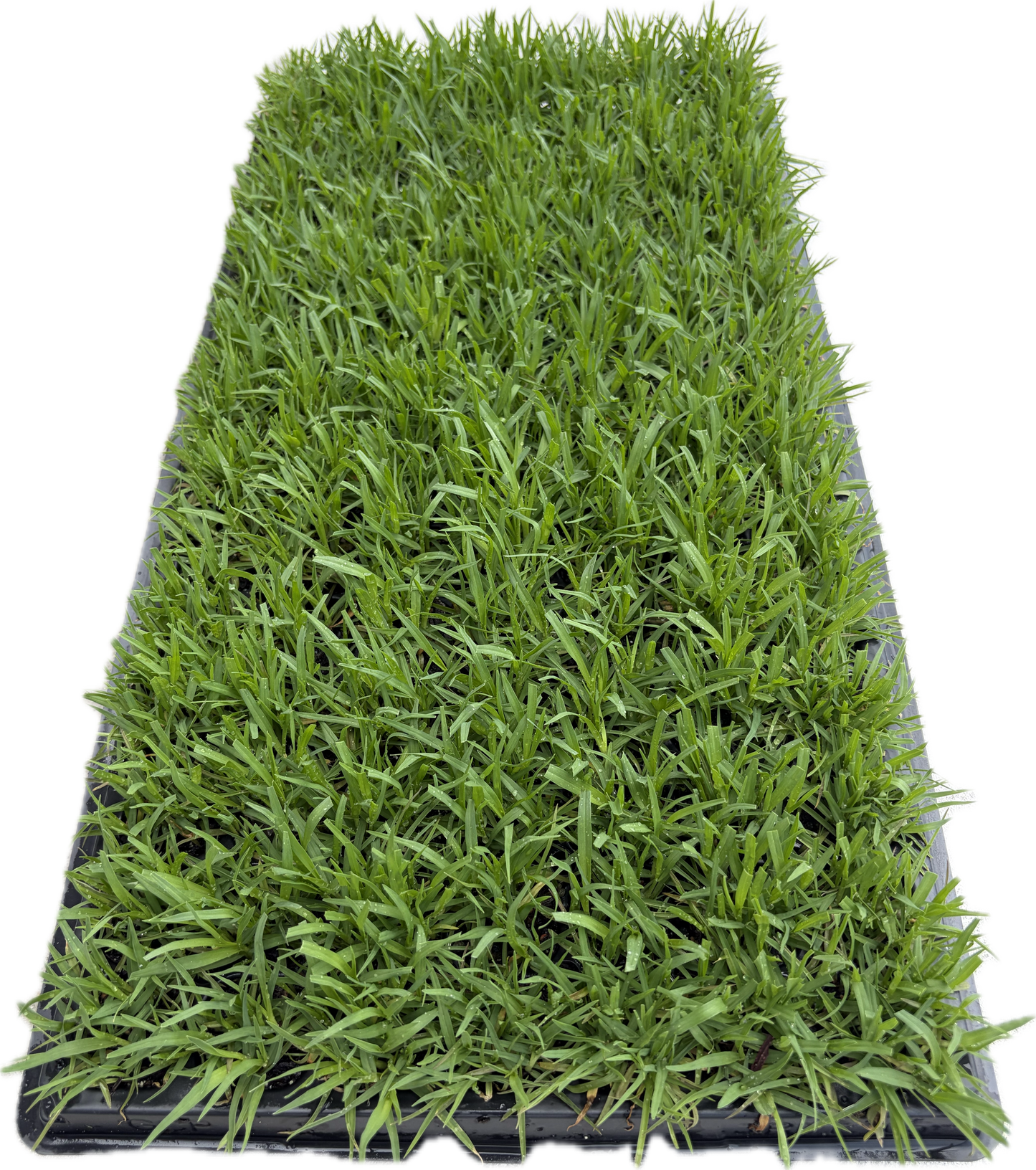 OzGrass Kikuyu Turf Plugs Easy Low Cost Lawn Conversion & Patch Up System Delivered to Your Door (100 per tray)