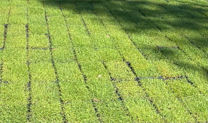 OzGrass Turf & Native Grass Plug Contract Growing