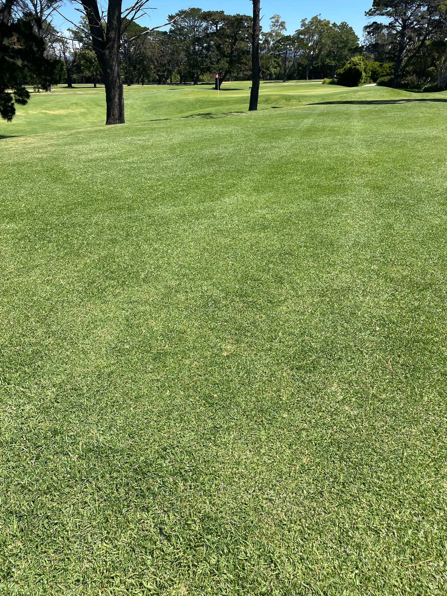 OzGrass Turf & Native Grass Plug Contract Growing