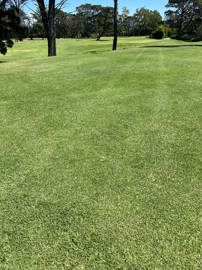 OzGrass Turf & Native Grass Plug Contract Growing