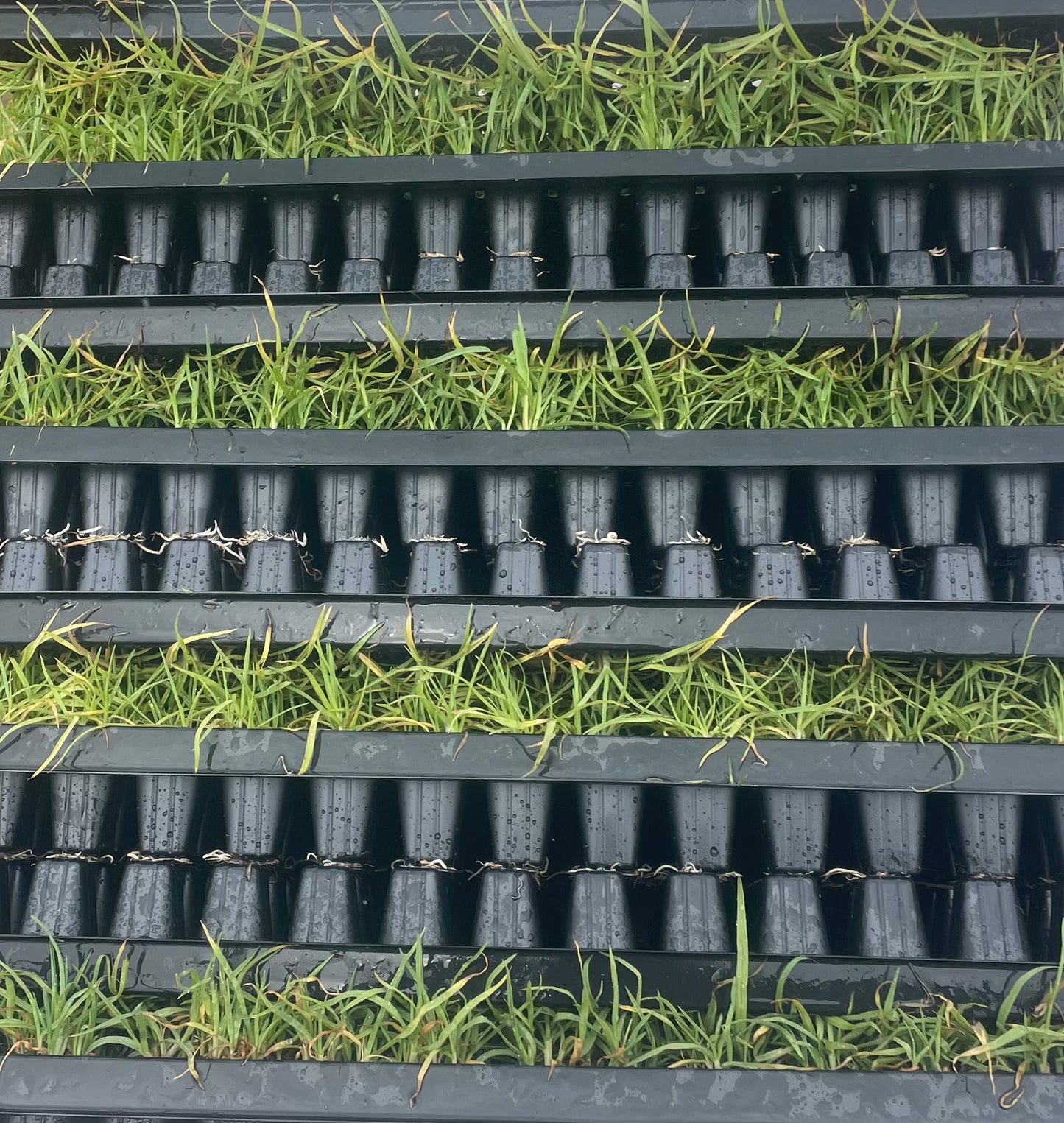 OzGrass Turf & Native Grass Plug Contract Growing