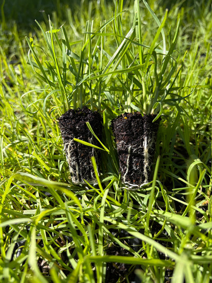 OzGrass Turf & Native Grass Plug Contract Growing