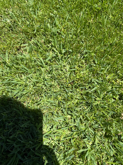 OzGrass Kikuyu Turf Plugs Easy Low Cost Lawn Conversion & Patch Up System Delivered to Your Door (100 per tray)