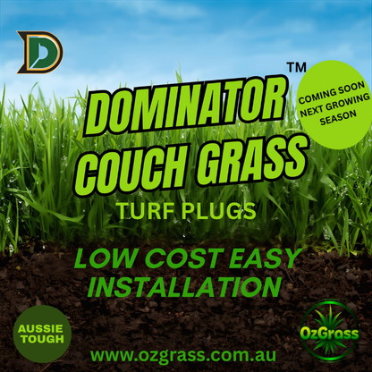 "Dominator™ Couch Grass Turf Plugs – Coming Soon Next Growing Season | OzGrass"