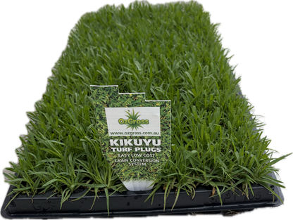 OzGrass Kikuyu Turf Plugs Easy Low Cost Lawn Conversion & Patch Up System Delivered to Your Door (100 per tray)