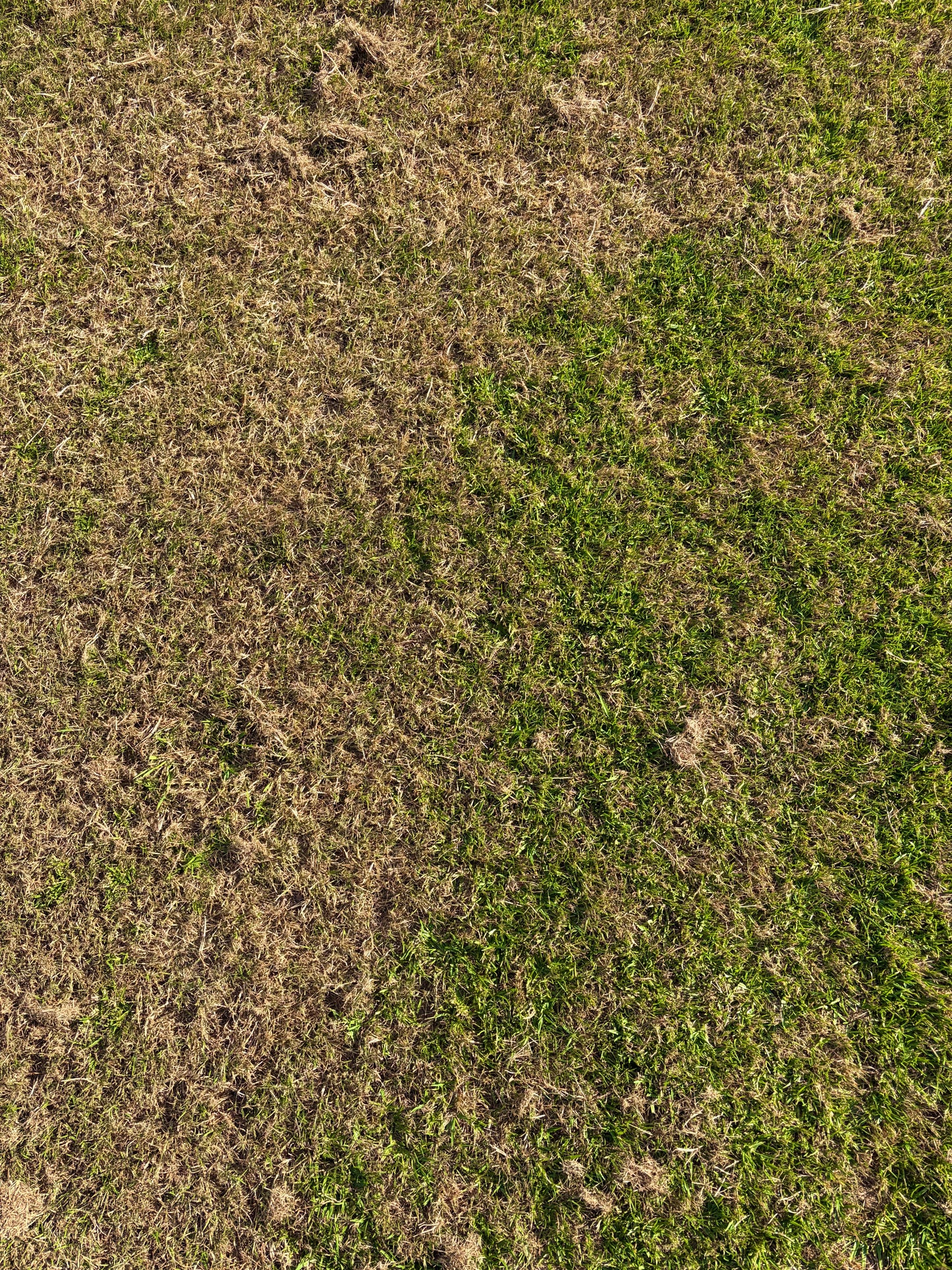 OzGrass Kikuyu Turf Plugs Easy Low Cost Lawn Conversion & Patch Up System Delivered to Your Door (100 per tray)