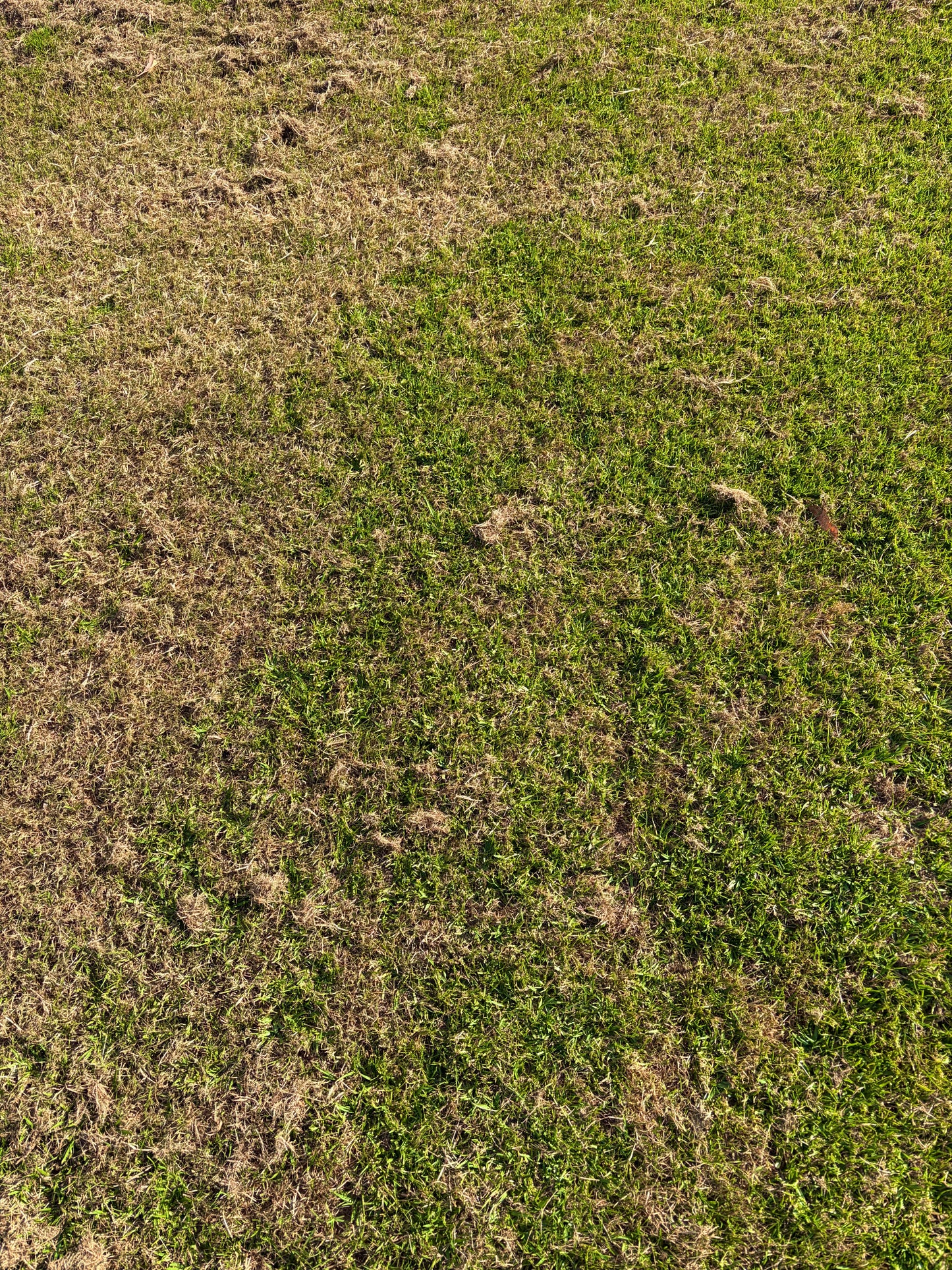 OzGrass Kikuyu Turf Plugs Easy Low Cost Lawn Conversion & Patch Up System Delivered to Your Door (100 per tray)