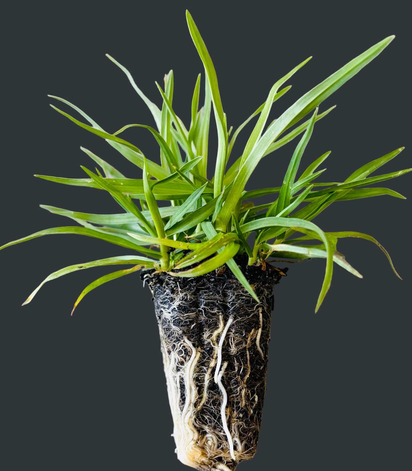OzGrass Kikuyu Turf Plugs        (100 per tray)