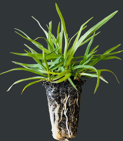 OzGrass Kikuyu Turf Plugs        (100 per tray)