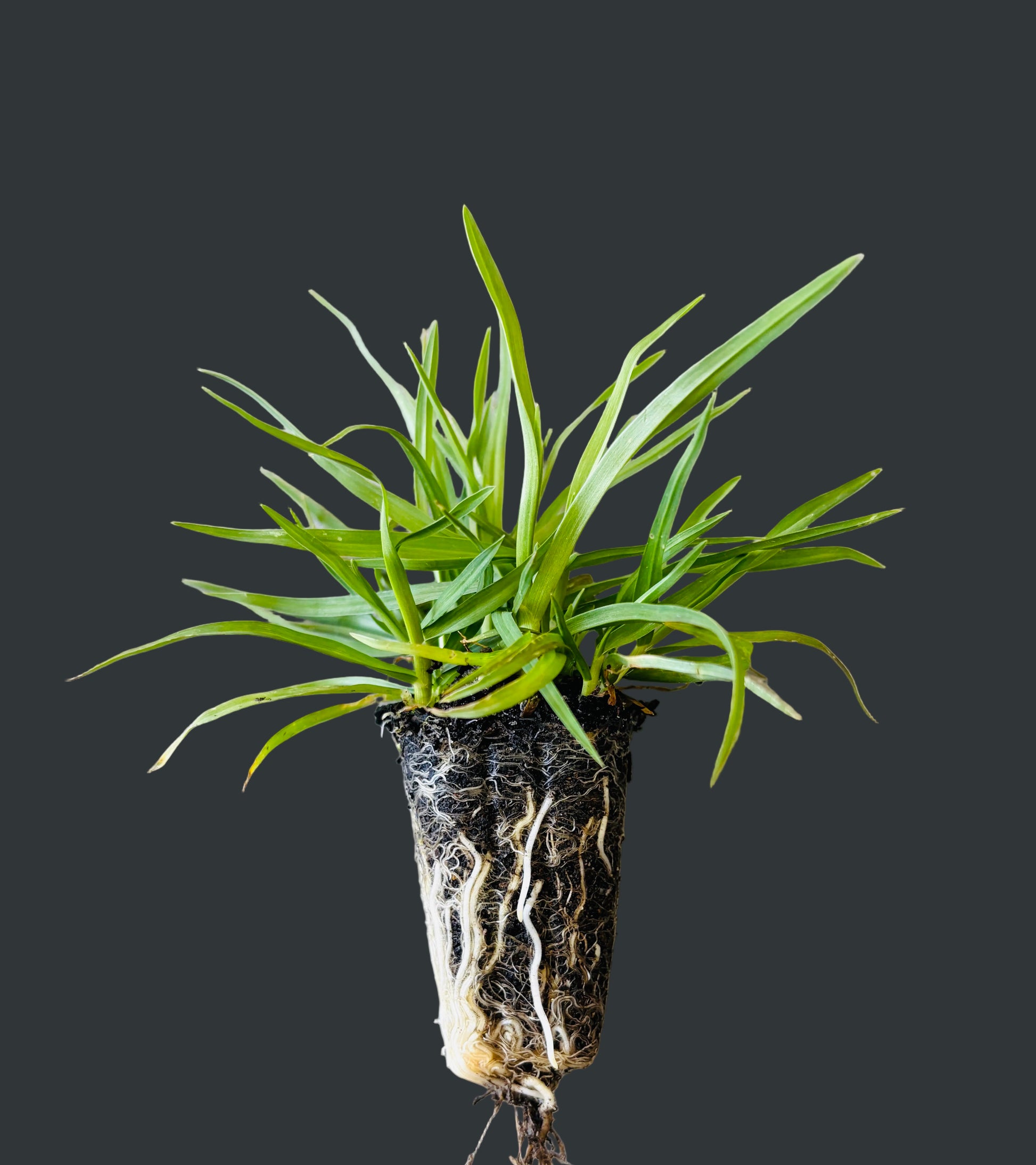 Planting Gel is a combination of semi-hydrated water storing crystals boosted with Seasol and PowerFeed.