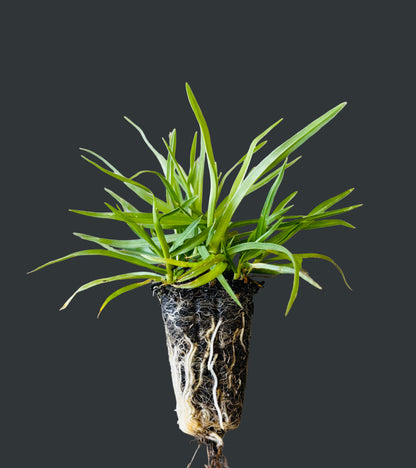 Planting Gel is a combination of semi-hydrated water storing crystals boosted with Seasol and PowerFeed.