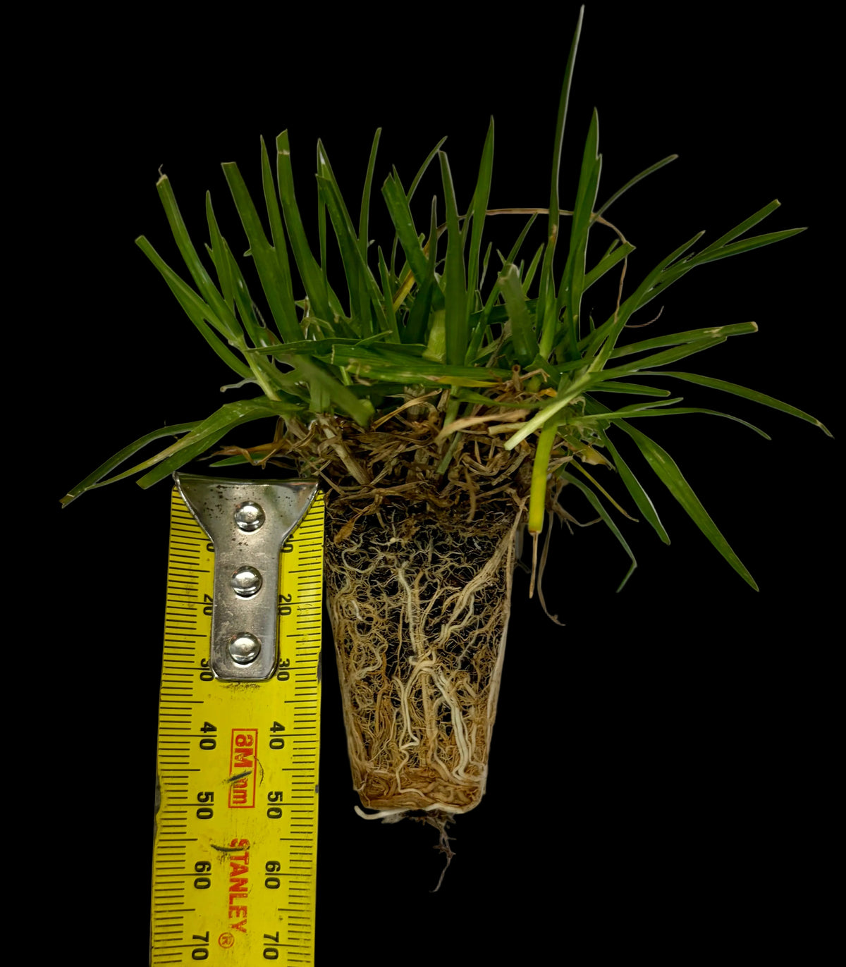 OzGrass Kikuyu Turf Plugs — 100 Per Tray | Lawn Conversion System