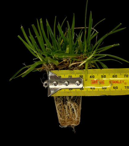 OzGrass Kikuyu Turf Plugs — 100 Per Tray | Lawn Conversion System