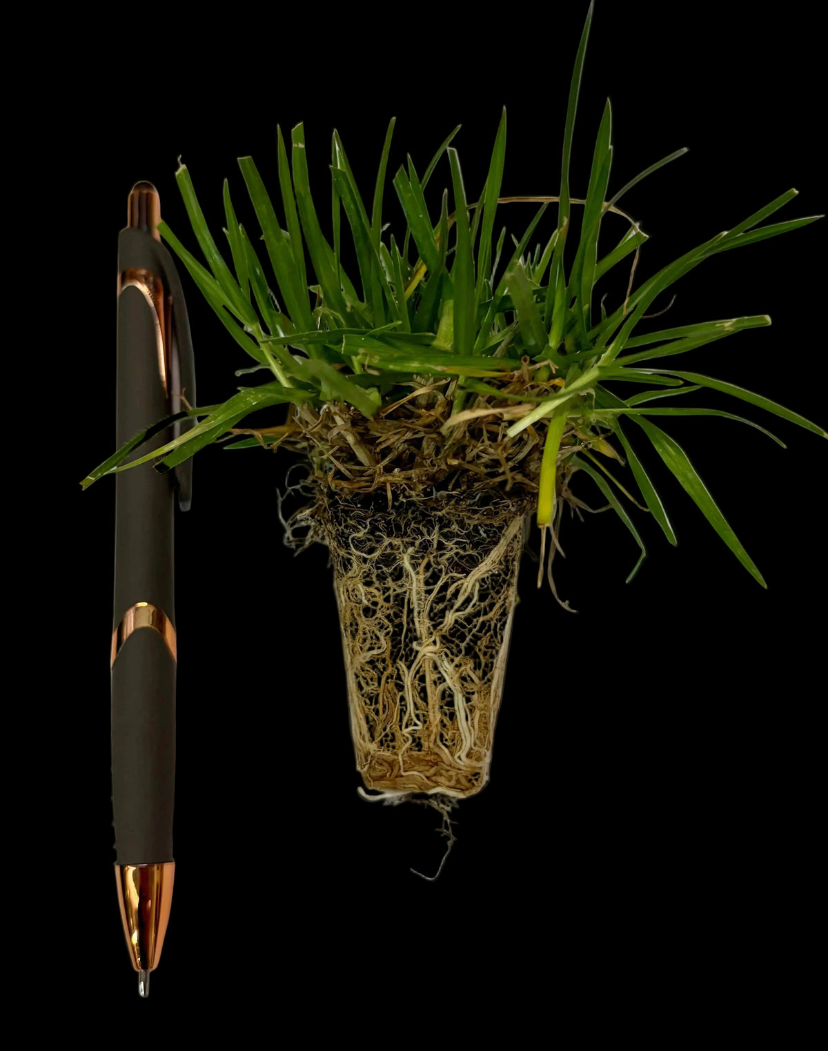 OzGrass Kikuyu Turf Plugs — 100 Per Tray | Lawn Conversion System