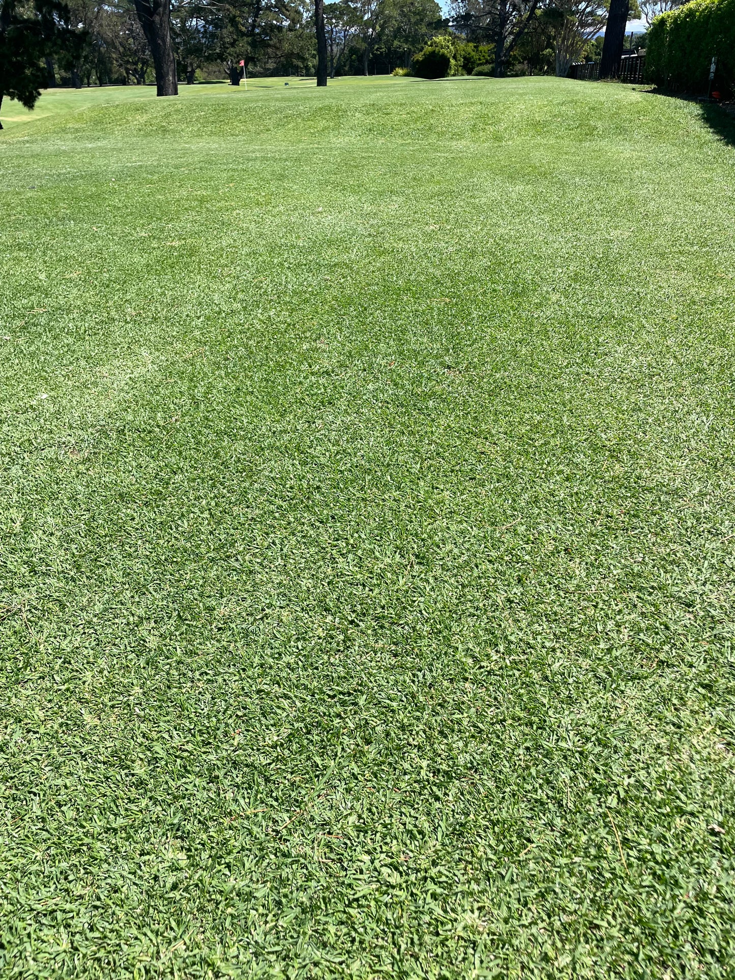 Kikuyu turf plugs