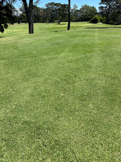 Pure Kikuyu Seed 1kg Fast spreading. Hard wearing. Drought tough. Covers 50m² | Sow Sept–April | Soil above 20°C
