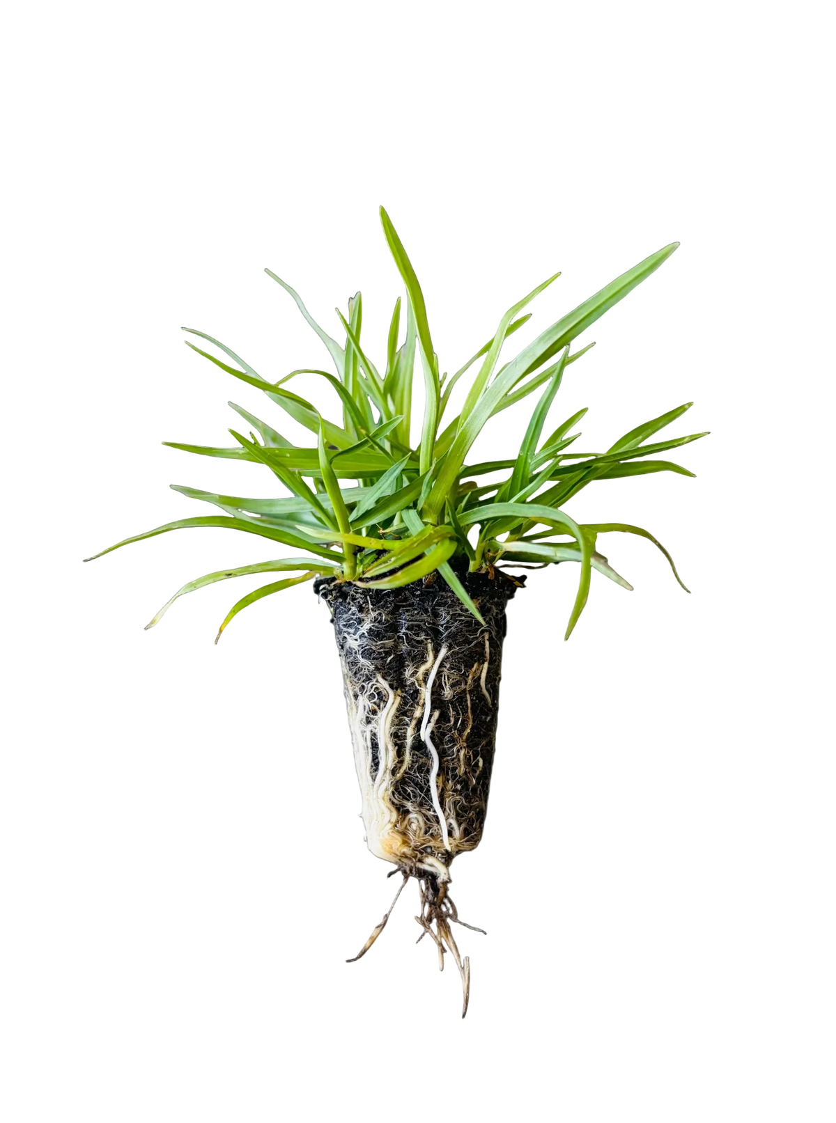 OzGrass Kikuyu Turf Plug
