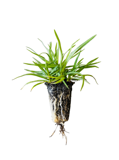 OzGrass Kikuyu Turf Plug