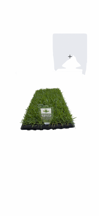 OzGrass Kikuyu Turf Plugs        (100 per tray)
