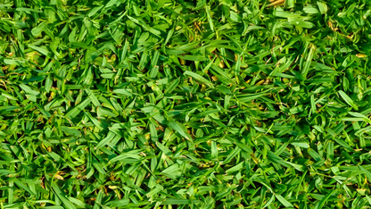 OzGrass Kikuyu Turf Plugs        (100 per tray)