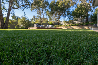 Lush fine fescue lawn with dense, deep green fine-bladed grass — ideal for shaded and low-maintenance areas