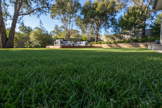 Lush fine fescue lawn with dense, deep green fine-bladed grass — ideal for shaded and low-maintenance areas