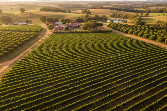 Australian vineyard and orchard landscape